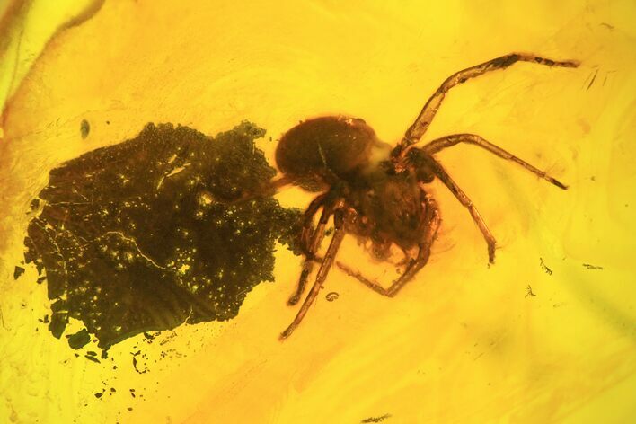Detailed Fossil Spider (Aranea) In Baltic Amber #58057